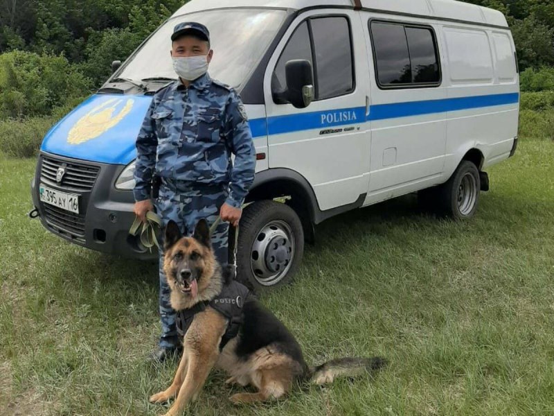 Служебно-розыскная собака